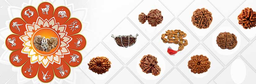 Ek Mukhi Rudraksh