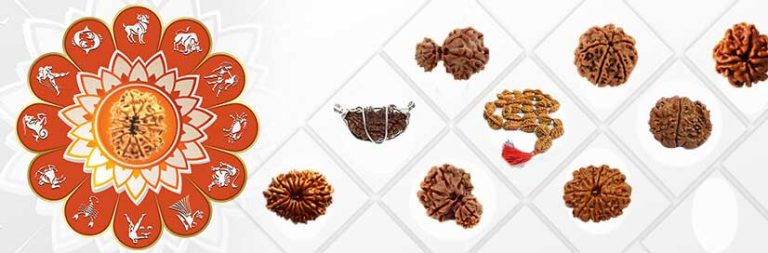 Eleven Mukhi Rudraksh