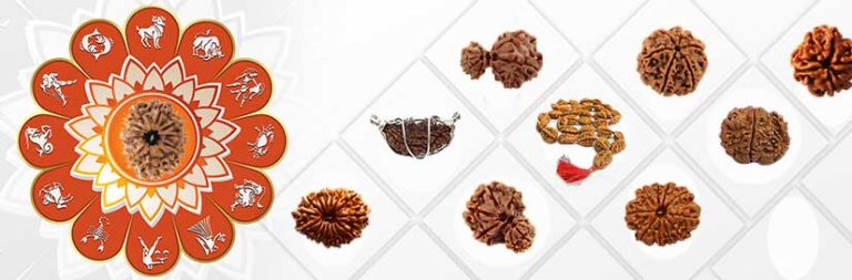 Twelve Mukhi Rudraksh