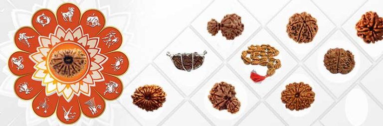Fourteen Mukhi Rudraksh