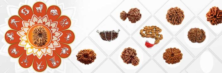 Sixteen Mukhi Rudraksh