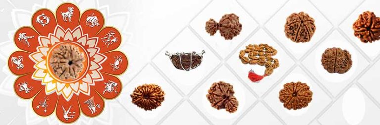 Seven Mukhi Rudraksh