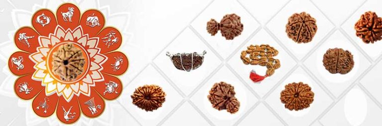 Eight Mukhi Rudraksh