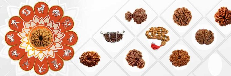 Nine Mukhi Rudraksh